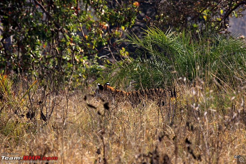 Reflections on Wildlife Addictions "Pench and Kanha National Park"-img_1091.jpg