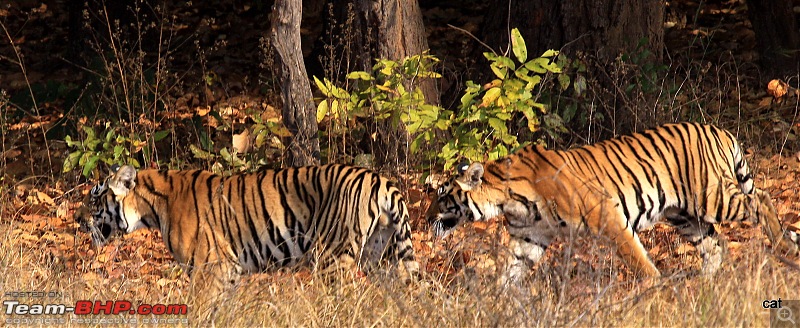 Reflections on Wildlife Addictions "Pench and Kanha National Park"-img_1120.jpg