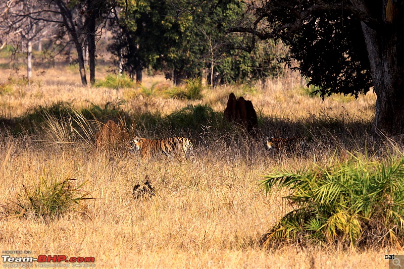 Reflections on Wildlife Addictions "Pench and Kanha National Park"-img_1151.jpg