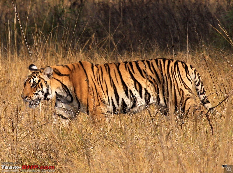 Reflections on Wildlife Addictions "Pench and Kanha National Park"-img_1167.jpg