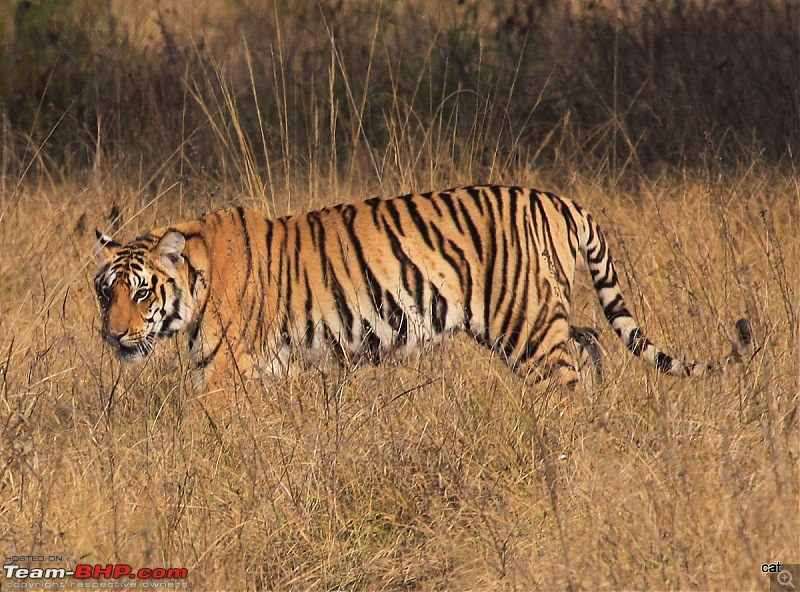 Reflections on Wildlife Addictions "Pench and Kanha National Park"-img_1169.jpg