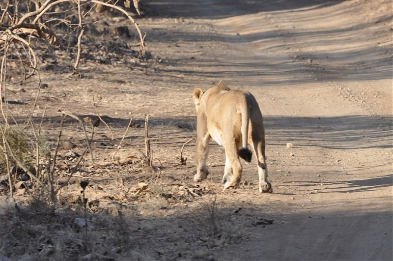 Sasan Gir  The Last Home to Asiatic Lion-girnp-221.jpg