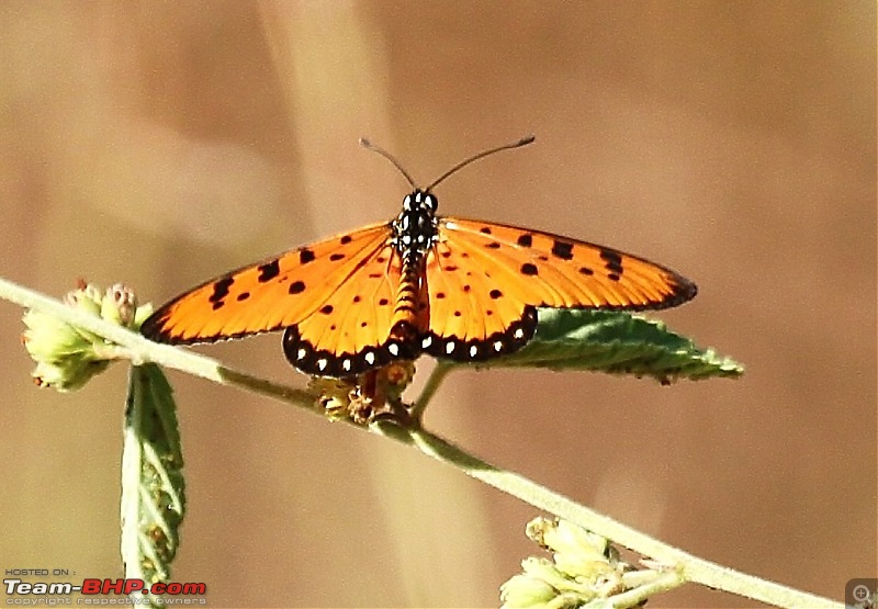 Trailing the Big Cat at Bandhavgarh-124.jpg