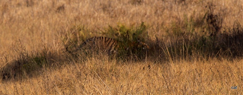 Reflections on Wildlife Addictions "Pench and Kanha National Park"-img_1194.jpg