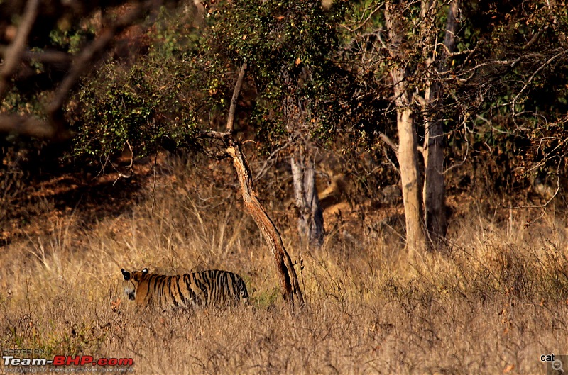 Reflections on Wildlife Addictions "Pench and Kanha National Park"-img_1233.jpg