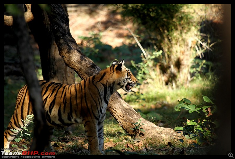 Trailing the Big Cat at Bandhavgarh-mirchiani-cub204-1280x768.jpg