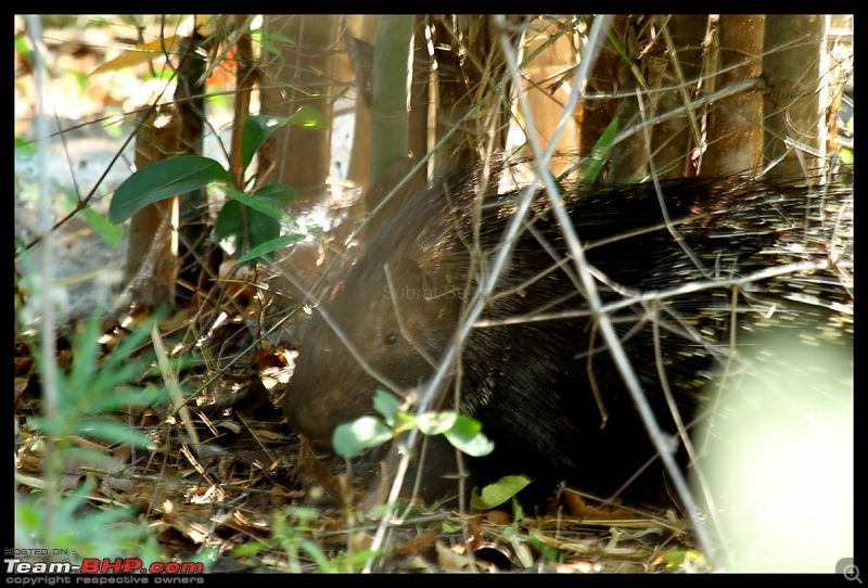Trailing the Big Cat at Bandhavgarh-porcupine123-1280x768.jpg