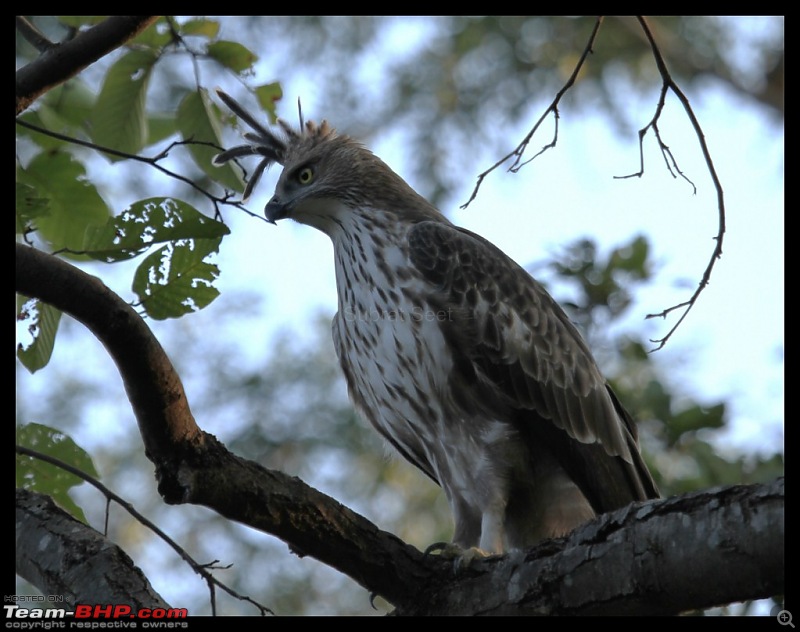 Trailing the Big Cat at Bandhavgarh-407-1280x768.jpg