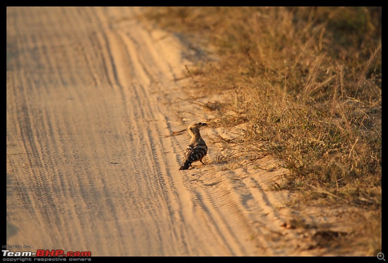 Trailing the Big Cat at Bandhavgarh-hoppo126-1280x768.jpg