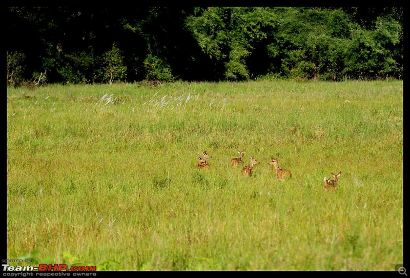 Trailing the Big Cat at Bandhavgarh-deer124-1280x768.jpg