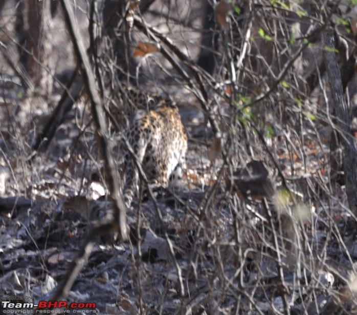 Sasan Gir  The Last Home to Asiatic Lion-girnp-301.jpg