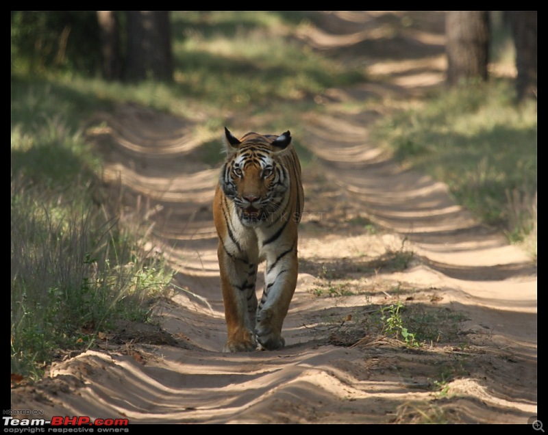 Trailing the Big Cat at Bandhavgarh-097-2-1024x768.jpg