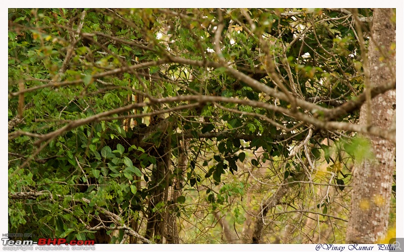 Life in Jungles of Kabini - April 2011-20110419-life-jungles-kabini_0386.jpg