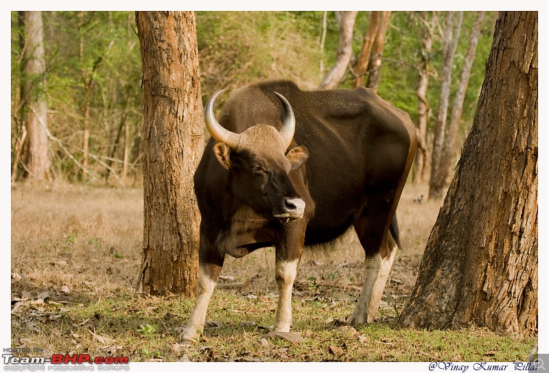 Life in Jungles of Kabini - April 2011 - Team-BHP