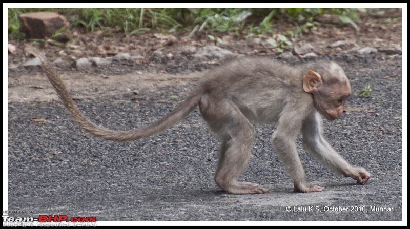 Civved : Kodaikanal, Munnar-_dsc4111p.jpg