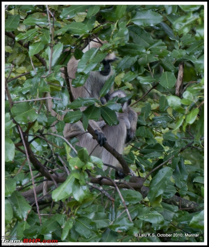 Civved : Kodaikanal, Munnar-_dsc4089p.jpg