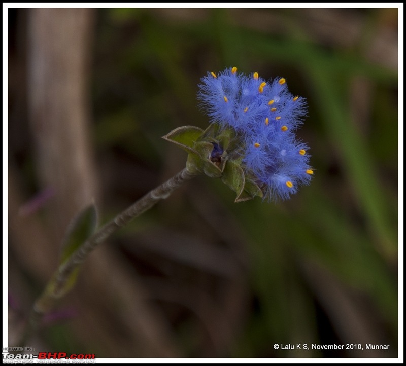 Civved : Kodaikanal, Munnar-_dsc4569p.jpg