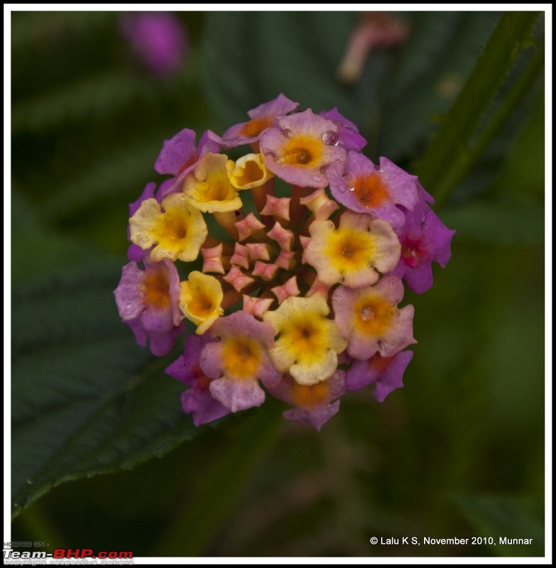 Civved : Kodaikanal, Munnar-_dsc4593p.jpg