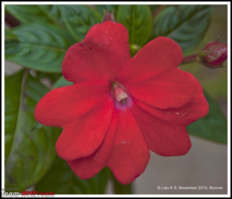 Civved : Kodaikanal, Munnar-_dsc4756p.jpg