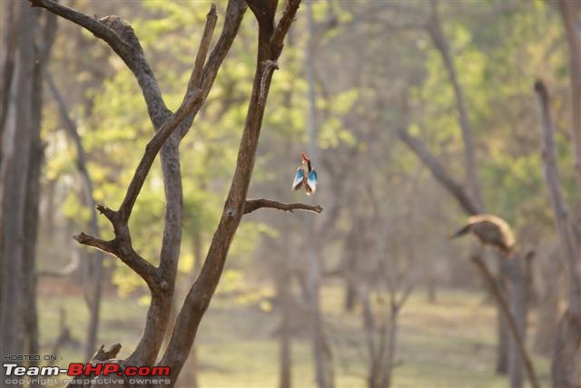 Mowglis Playground - The lesser known inhabitants-kingfisher-1-small.jpg