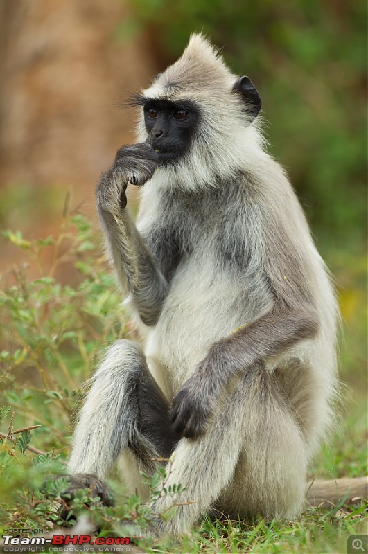 Bandipur & Kabini over weekends : Photologue-_a0r4672.jpg