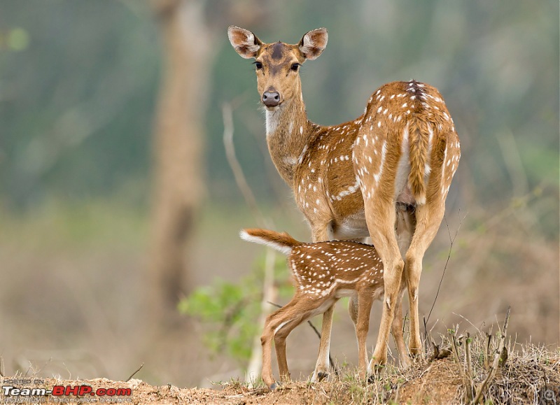 Bandipur & Kabini over weekends : Photologue-_a0r4929.jpg