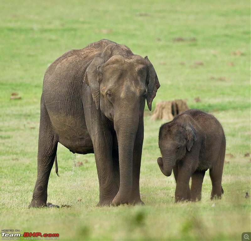 Bandipur & Kabini over weekends : Photologue-_a0r5127.jpg