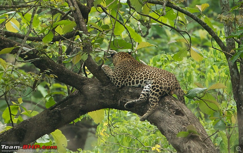 Bandipur & Kabini over weekends : Photologue-_a0r5167.jpg