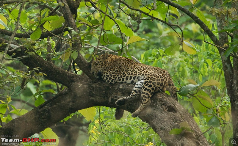 Bandipur & Kabini over weekends : Photologue-_a0r5197c2.jpg