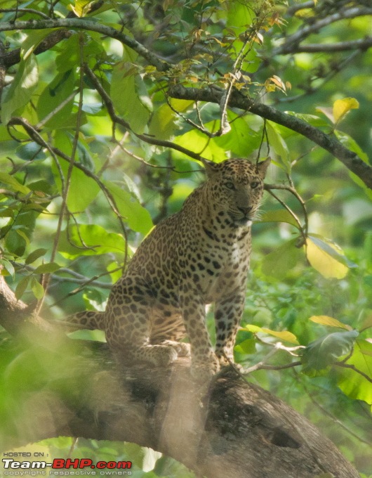 Bandipur & Kabini over weekends : Photologue-_a0r5267.jpg