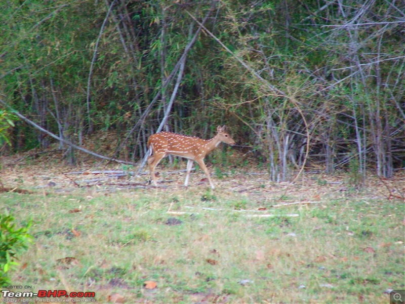 Tadoba Tiger Resrve - Restarting explorations with a Bang !!-1105130066.jpg