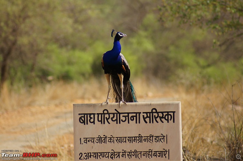 Sariska Tiger Reserve - Land of Tigers? Quick getaway from Gurgaon-peacock-bagh-pariyojna-board.jpg