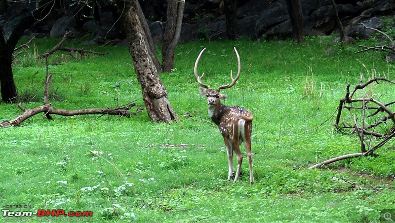 Sariska Tiger Reserve - Land of Tigers? Quick getaway from Gurgaon-handsome-stag-awesome-antlers.jpg