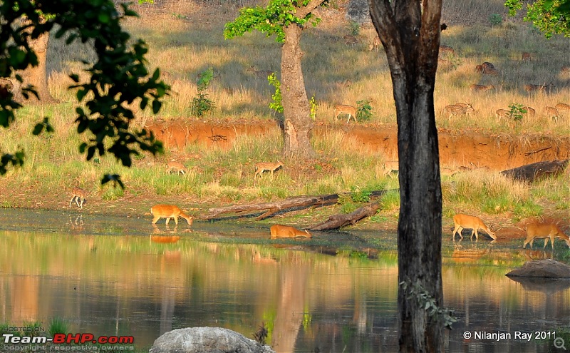 Call of the Wild: A 3500 km roadtrip to Pench, Bandhavgarh and Kanha in a Fortuner-dsc_7190.jpg