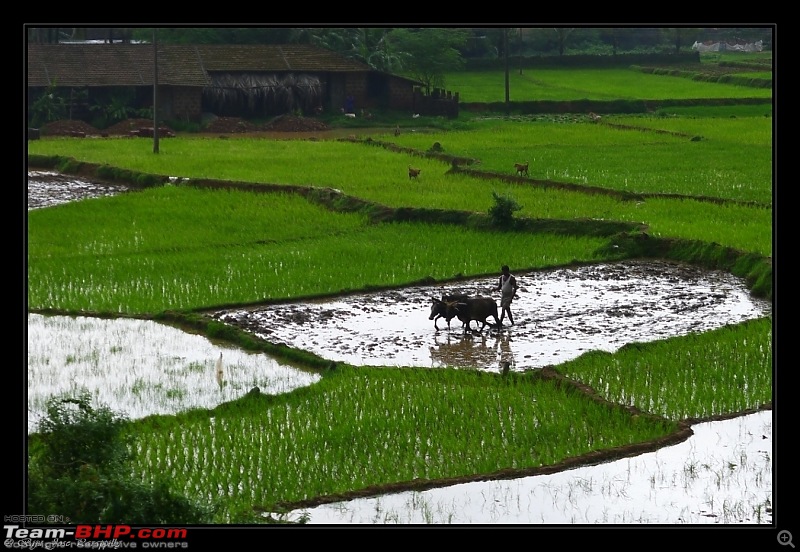 2011 Monsoon Trips : Romancing the rains. Postcards from the Konkan & deccan plateau-p1030427.jpg