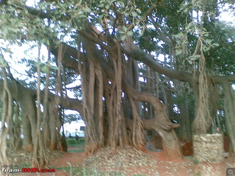Drive to Big Banyan Tree, near Bangalore-25122008024.jpg