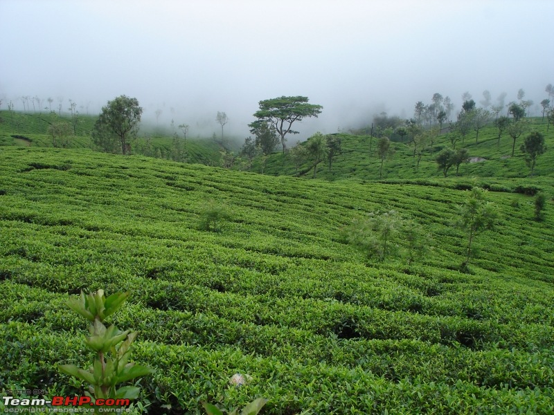 Bangalore - Ooty/Coonoor in Swift D-dsc05818.jpg