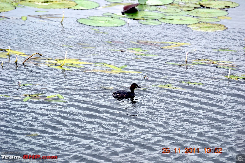 Fauji's Drivologues - Unwinding in wonderful Wayanad over the weekend!-dsc_0305.jpg