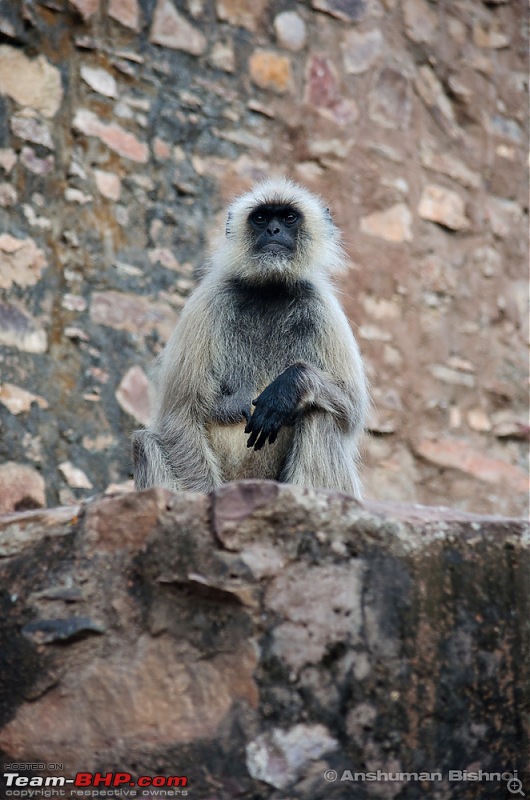 Ranthambore National Park: A Quick Travelogue-dsc_3312acr.jpg