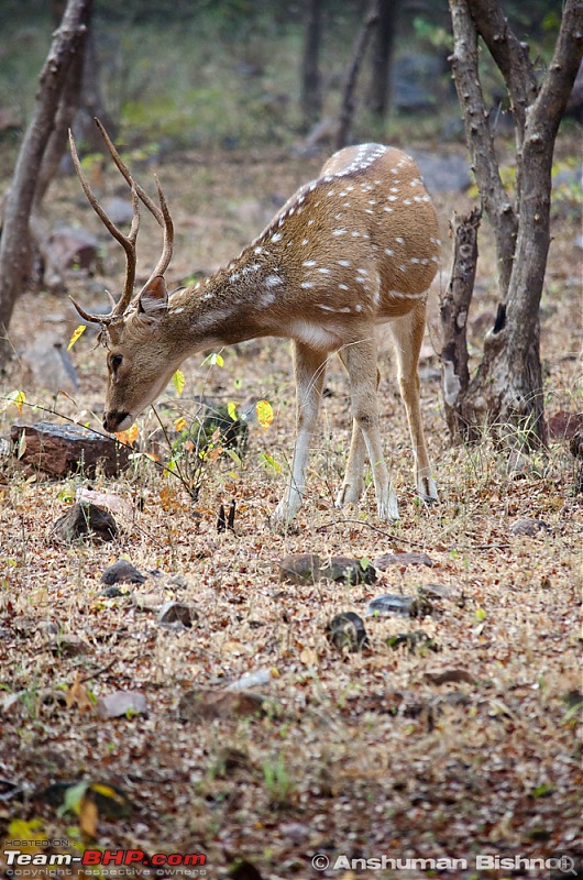 Ranthambore National Park: A Quick Travelogue-dsc_3469acr.jpg