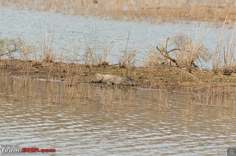 Ranthambore National Park: A Quick Travelogue-dsc_3529acr.jpg