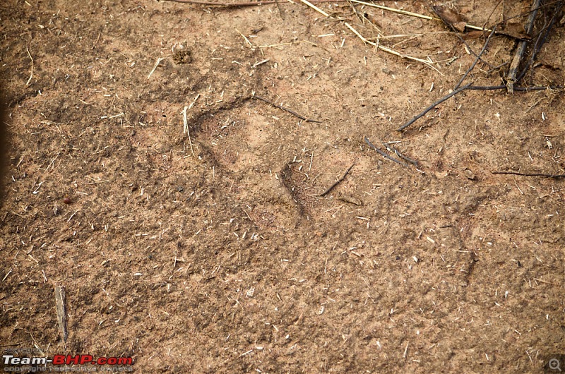 Ranthambore National Park: A Quick Travelogue-dsc_3582acr.jpg