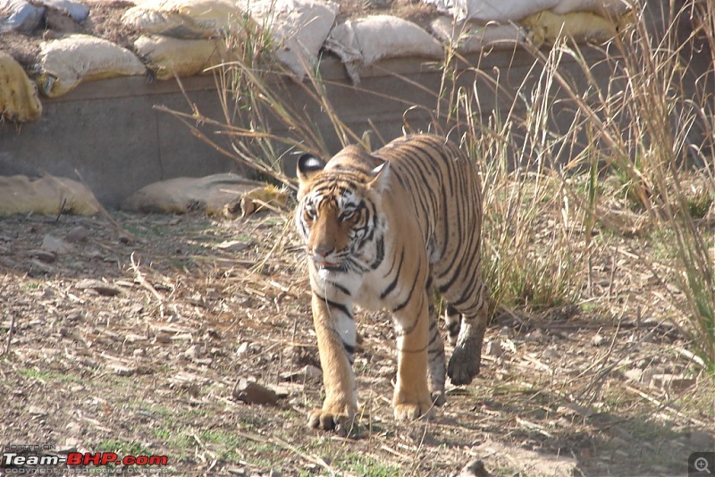 Ranthambore National Park: A Quick Travelogue-dsc04394.jpg