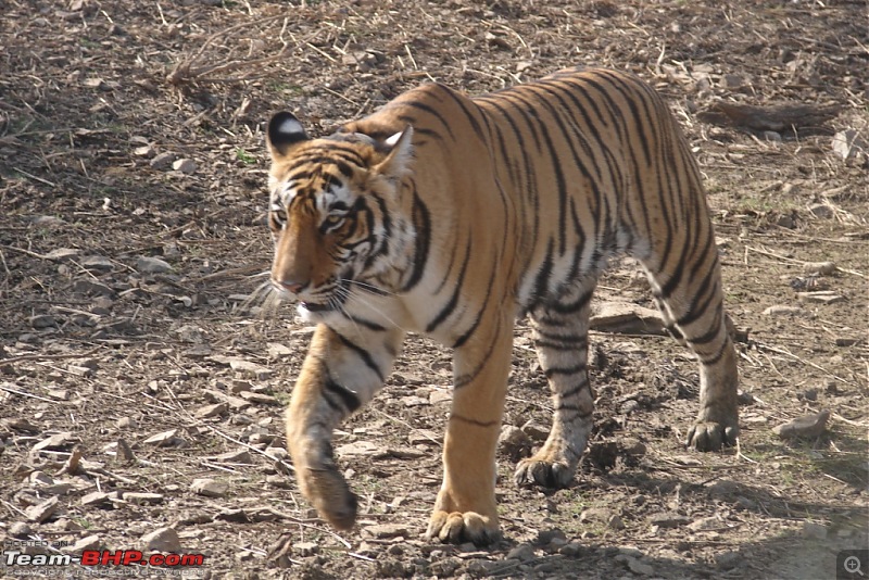 Ranthambore National Park: A Quick Travelogue-dsc04396.jpg