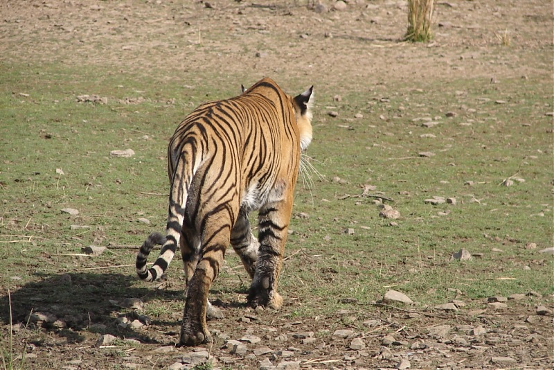 Ranthambore National Park: A Quick Travelogue-dsc04399.jpg