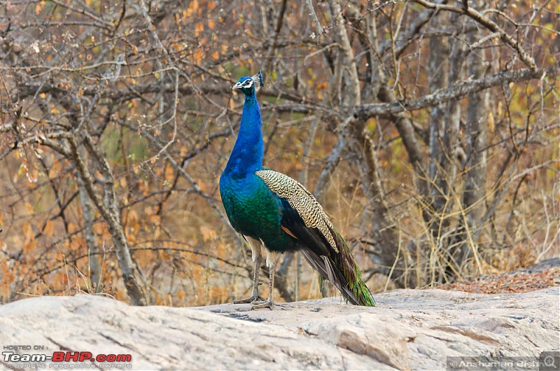 Ranthambore National Park: A Quick Travelogue-dsc_3714acr.jpg