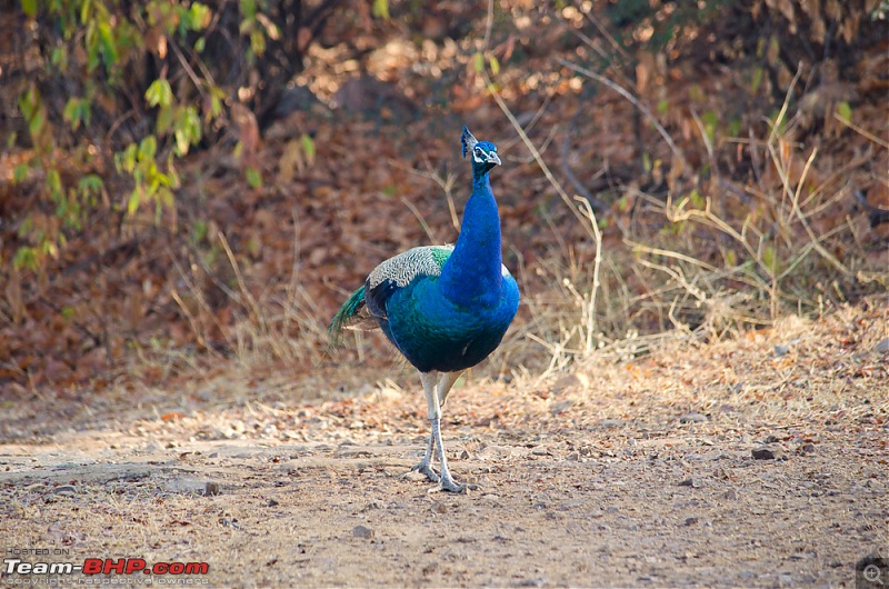 Ranthambore National Park: A Quick Travelogue-dsc_3789acr.jpg