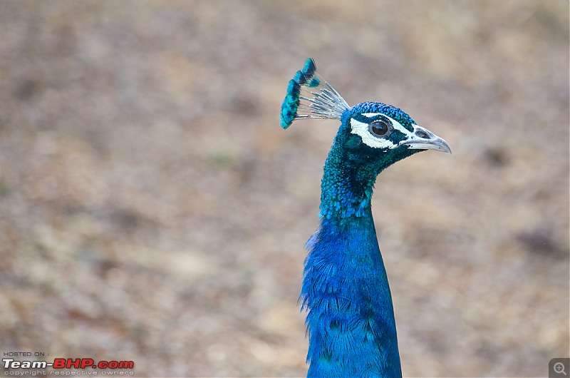 Ranthambore National Park: A Quick Travelogue-dsc_3797acr.jpg