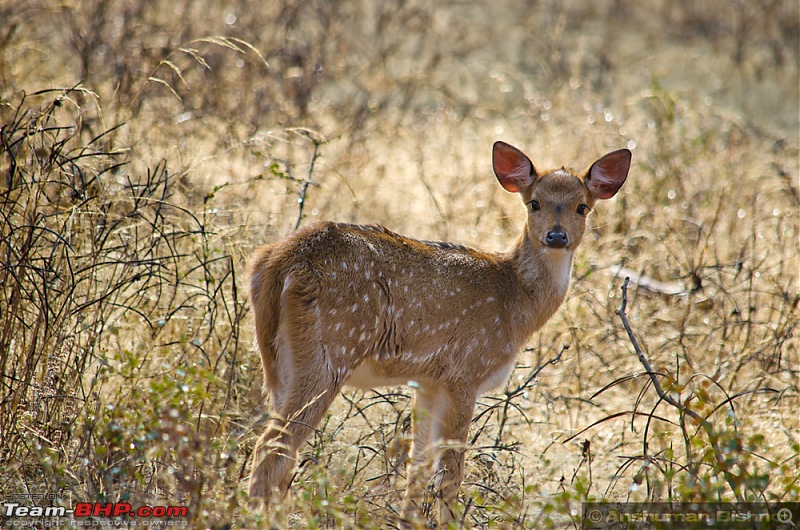 Ranthambore National Park: A Quick Travelogue-dsc_3800acr.jpg