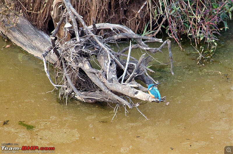 Ranthambore National Park: A Quick Travelogue-dsc_3948acr.jpg